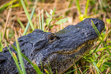 A large American Alligator in Everglades National Park, Florida