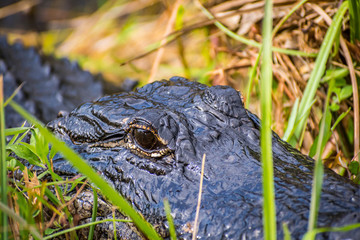 A large American Alligator in Everglades National Park, Florida