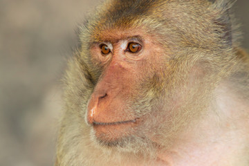 Two macaques play on the rockk in a national park