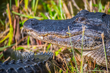 A large American Alligator in Everglades National Park, Florida