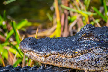A large American Alligator in Everglades National Park, Florida