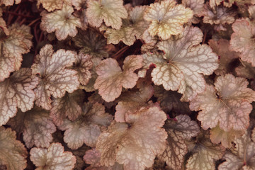 (自然)茶系の葉２