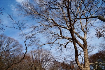 冬のトウカエデ