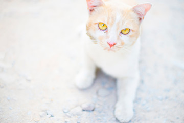 White tones and faces and bright eyes of cat