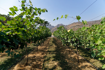 Naklejka premium Grapes field