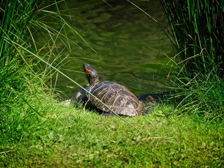 Turtles in the Beacon Hill Park