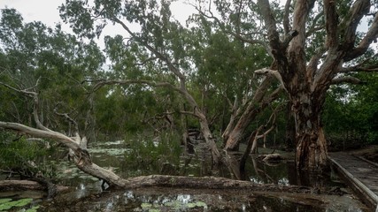 Fallen tree in lagoon