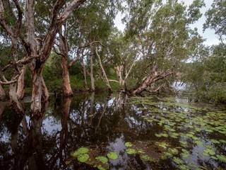 Lagoon lilies