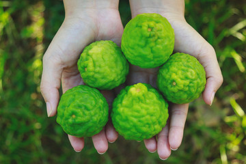Hand holding bergamot fruit in local organic farm 