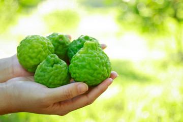 Fototapeta premium Hand holding bergamot fruit in local organic farm 