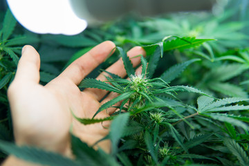 Green background of leaves. Cannabis at the beginning of flowering. Young cannabis plant. Medicinal...
