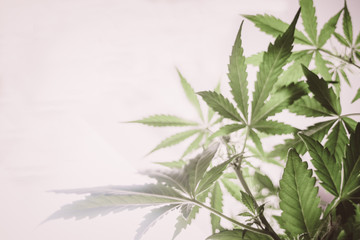 leaves of cannabis green cannabis seen from below in a high Cannabis at the beginning of flowering....