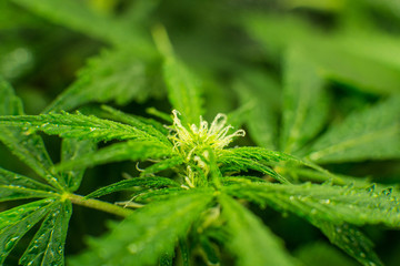Young cannabis plant. Cannabis at the beginning of flowering. Legal Marijuana cultivation in the...