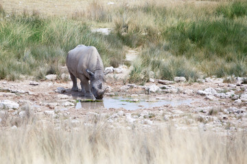 Rhinoceros with two tusks in Etosha National Park, Namibia drinks water from drying out lake on...