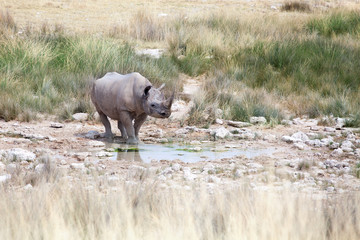 Rhinoceros with two tusks in Etosha National Park, Namibia standing at drying out lake on green and yellow grass background close up, safari in South Africa in the dry season