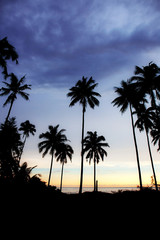 Obraz premium Silhouette palm tree at sky.