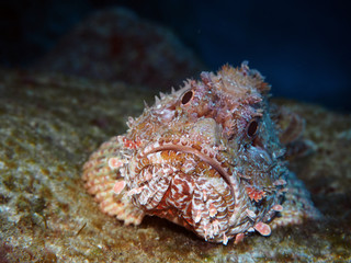 Scuba Diving Malta - Comino Caves Boat Diving