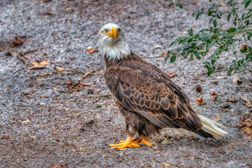 Bald Eagle