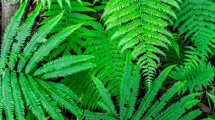 close up of green fern leaves in the forest