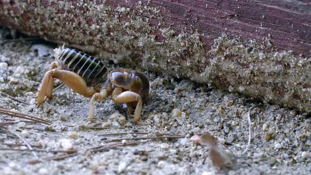 Jerusalem Cricket Potato Bug