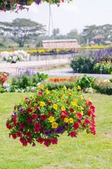 colorful blooming petunia flower hanging basket in garden