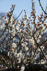 梅の花