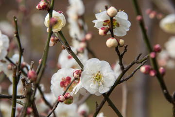 梅の花