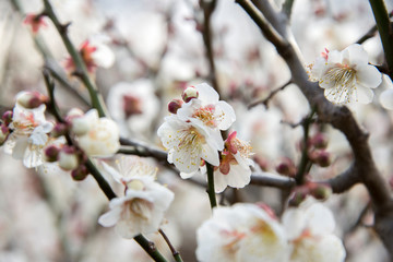 梅の花