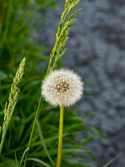 Fluffy dandelion and green herb closeup near gray eroded soil