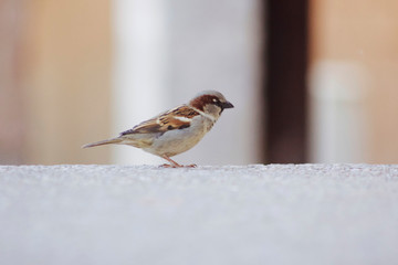 Bird
