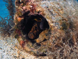 Scuba Diving Malta - Moray and Shrimp inside Naval Bomb Casing  - Wied iz-Zurrieq Reef