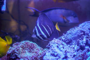 Sailfin tang (Zebrasoma veliferum) swimming in reef tank