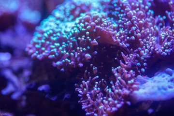 Close up of Blue Hairy Mushroom Coral..(Rhodactis indosinensis)