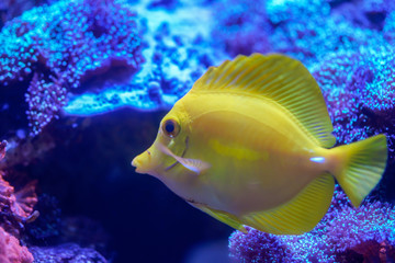 Yellow tang (Zebrasoma flavescens) swimming around coral reef