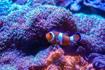 Ocellaris Clownfish (Amphiprion ocellaris) stay with Hairy Mushroom