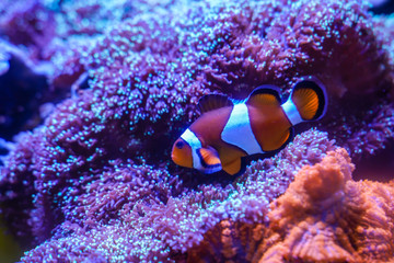 Fototapeta na wymiar Ocellaris Clownfish (Amphiprion ocellaris) stay with Hairy Mushroom