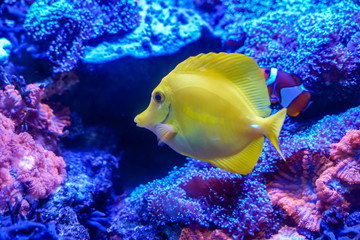 Yellow tang (Zebrasoma flavescens) swimming around coral reef