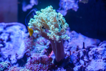Green Kenya Tree Coral..(Capnella sp.) growth on the live rock