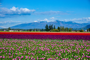Obraz premium field of tulips