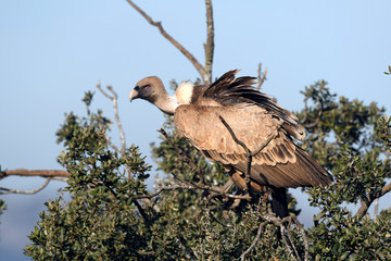 Gänsegeier (Gyps fulvus) in der Extremadura - Griffon vulture