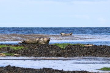 grey seal