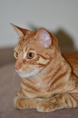 The kitten of the house