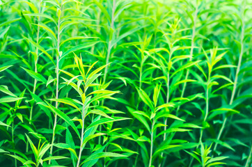 Green Stems of European Goldenrod, Solidago Virgaurea, or Woundwort in Midsummer. A Garden Flower with Astringent, Diuretic, Antiseptic and Other Properties. Plant Pattern Background.