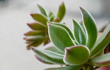 Fleshy plants in macro lens