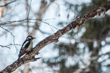 woodpecker on the tree