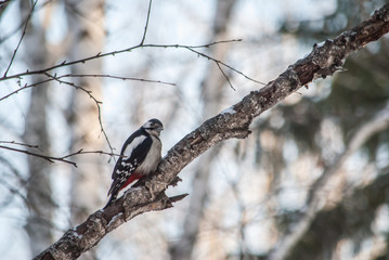 woodpecker on the tree
