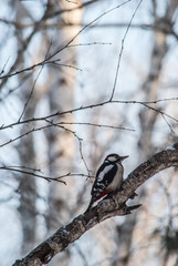 woodpecker on the tree