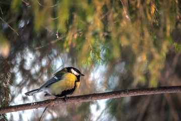 bird on a branch tit