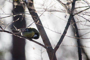 bird on a branch tit