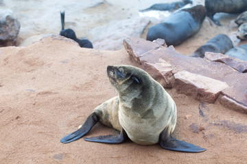 Obraz premium Colony of Eared Brown Fur Seals at Cape Cross, Skeleton Coast, Atlantic ocean, national park and Cape fur seals reserve protected area Namibia, South Africa, little baby fur seal on rookery close up